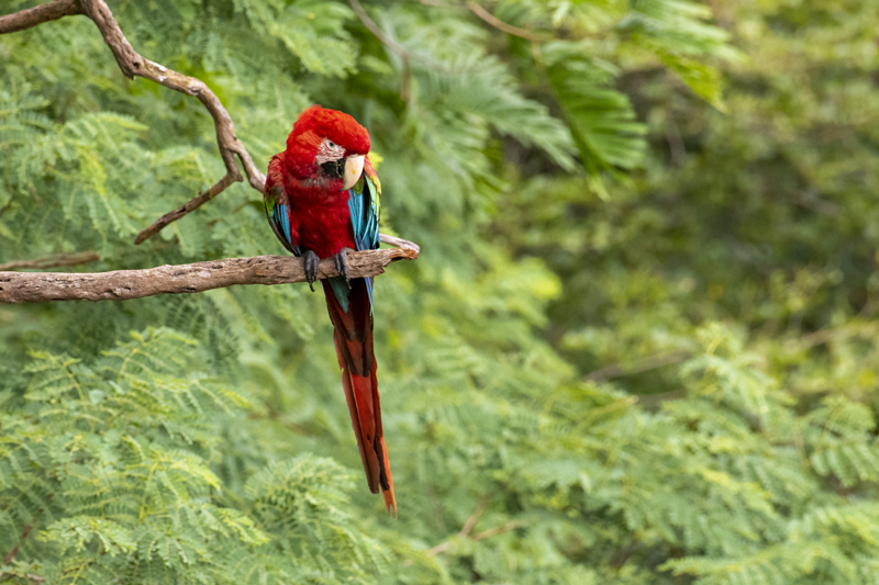 Bonito - Photo by Hudson Garcia (1)